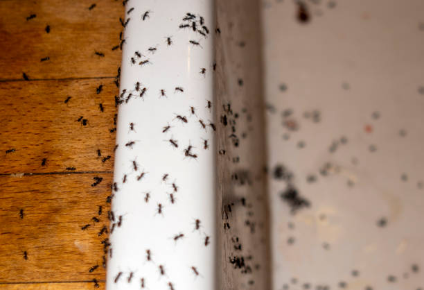 Best Affordable Pest Control Services  in Emerald Lakes, PA