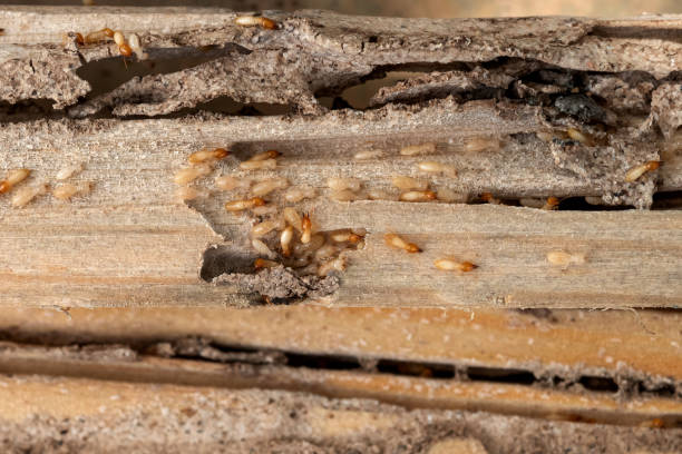 Best Local Pest Control Services  in Emerald Lakes, PA